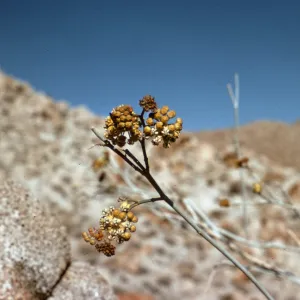Asclepias albicans, Anzo-Borrego State Park