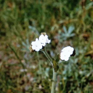 Plagiobothrys fulvus, Jackson County, Oregon