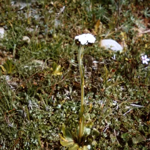 Plagiobothrys fulvus, Jackson County, Oregon