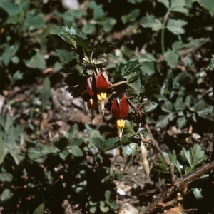 Ribes marshallii, Josephine County, Oregon