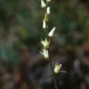 Schoenolirion bracteosum, Josephine County, Oregon