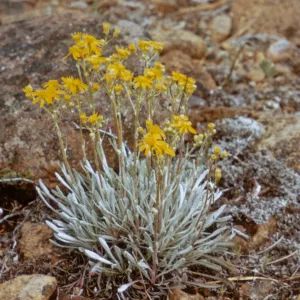 Senecio canus s. howellii, Josephine County, Oregon