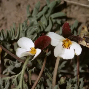 Viola beckwithii, Klamath County, Oregon