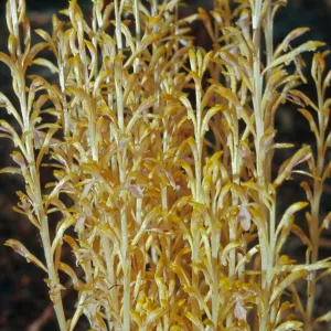 Corallorhiza mertensiana, Del Norte County, California