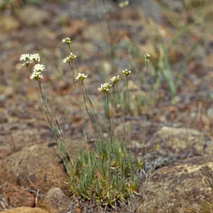 Arenaria congesta, Cave Junction, Oregon