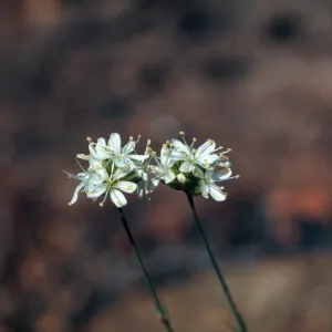 Arenaria congesta, Cave Junction, Oregon