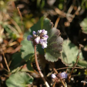 Synthyris reniformis var. cordata, Silver Queen, Gray, Grantspass, Oregon