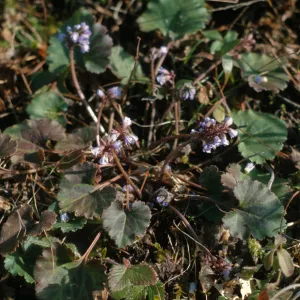 Synthyris reniformis var. cordata, Silver Queen, Gray, Grantspass, Oregon