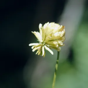 Trifolium howellii, Howells clover, Josephine County, Oregon