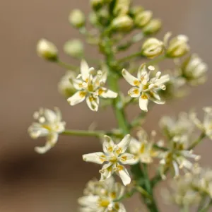 Zygadenus micranthus,lily family,Curry County, Oregon