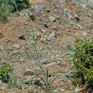 Zygadenus micranthus,lily family,Curry County, Oregon