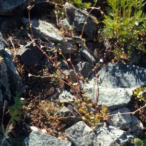 Romanzoffia suksdorfii, Rogue River Canyon