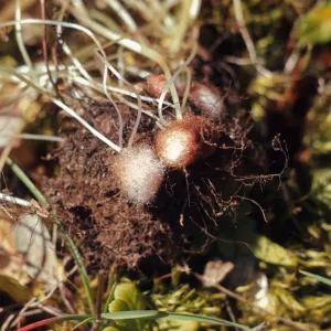 Romanzoffia suksdorfii, woolly tubers, Rogue River Canyon