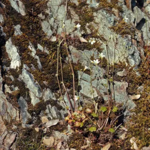 Romanzoffia suksdorfii, Rogue River Canyon