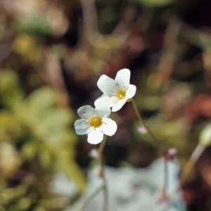 Romanzoffia suksdorfii, Rogue River Canyon