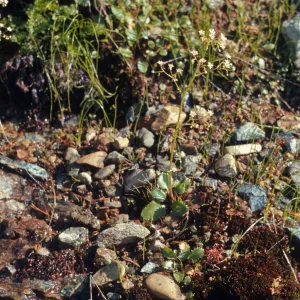 Saxifraga marshallii, marshalls saxifrage, Josephine County, Oregon