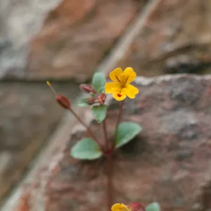 Mimulus alsinoides, dougl., Josephine County, Oregon