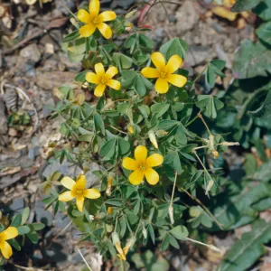 Oxalis suksdorfii, trel., Western yellow oxalis, Rogue River, Oregon