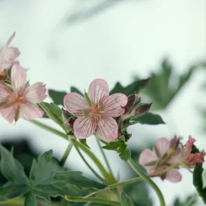 Geranium viscosissimum, Sticky geranium, Southeastern Oregon