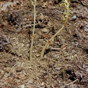 Corallorhiza mertensiana, Mertens Coara-root, Del Norte County, California