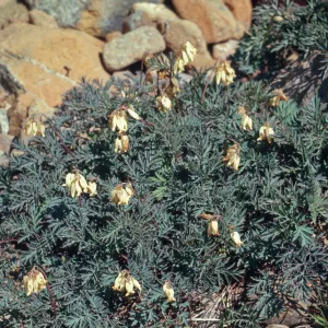 Dicentra oregona, eastw., Oregon bleedingheart, Josephine County, Oregon
