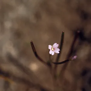 Epilobium clavatum , Wallowa County, Oregon
