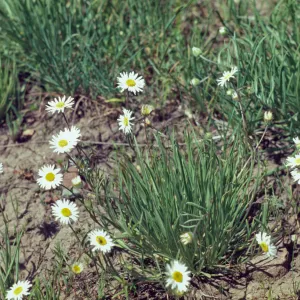 Erigeron filifolius, thread-leaved erigeron, Josephine County, Oregon
