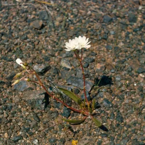 Lewisia oppositifolia, Josephine County, Oregon