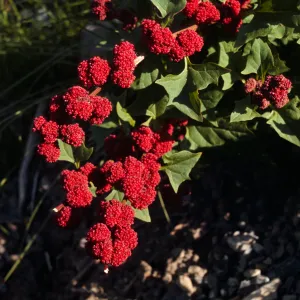 Chenopodium capitatum, strawberry blite, Rampart Camp, Canada