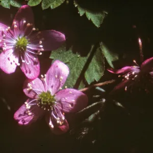 Anemone occidentalis, Dorothy King Young
