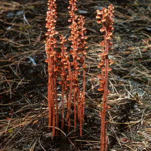 pinedrope, Dorothy King Young