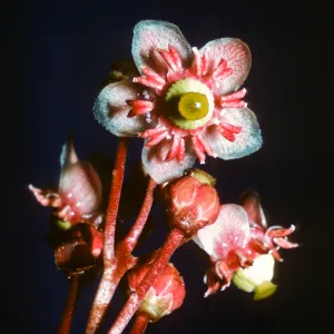 Chimaphila menziesii, Dorothy King Young
