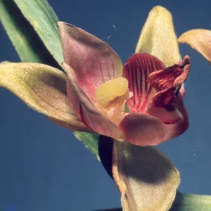 Epipactis gigantea