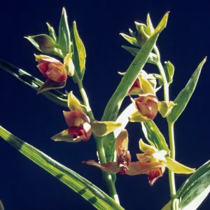 Epipactis gigantea