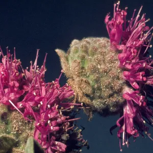 Monardella crispa