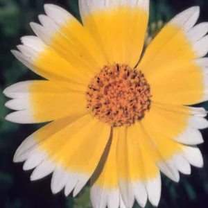 Layia platyglossa