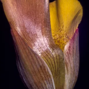 Calochortus clavatus