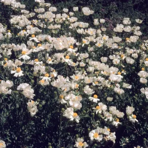 Romneya trichocalyx