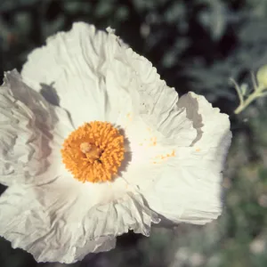 Romneya coulteri