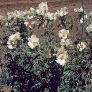Argemone