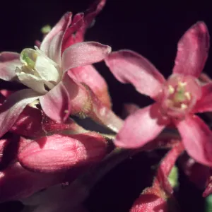 Ribes malvaceum