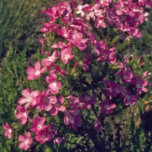 Leptodactylon californicum
