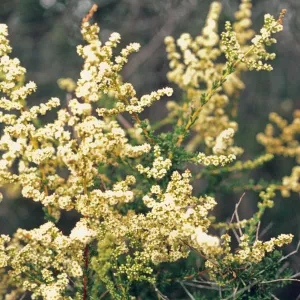 Adenostoma fasciculatum