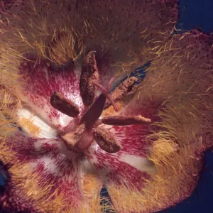 Calochortus weedii