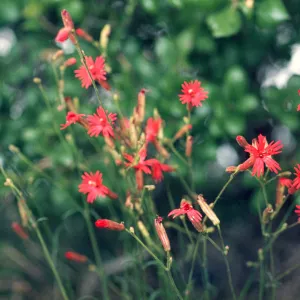 Silene laciniata