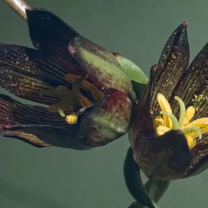 Fritillaria biflora