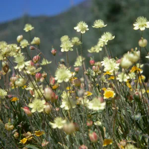 Platystemon californicus