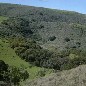 grass oak costal-sage scrub