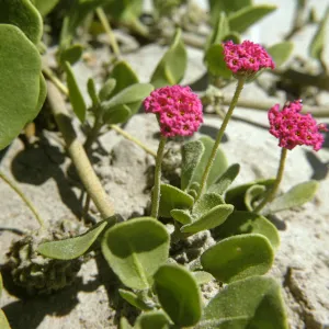Abronia maritima
