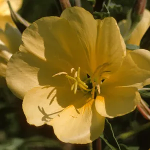 Oenothera hookeri